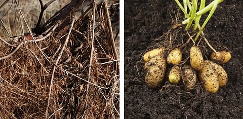 Method developed to predict root mass of shrubs may be helpful for potato crop as well