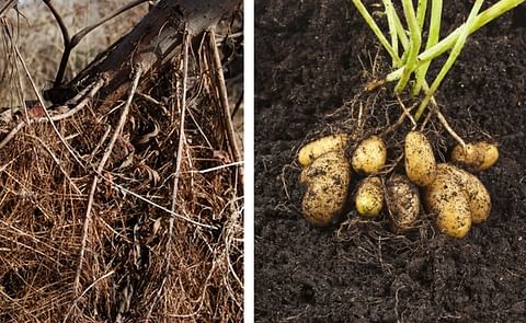 Scientists at Cornell University have developed an electric capacitance measurement that is able to predict the root mass of willow shrubs and trees (left). However, they hint it may helpful for tubers (right) and root crops as well. Scientists at Cornell University have developed an electric capacitance measurement that is able to predict the root mass of willow shrubs and trees (left). However, they hint it may helpful for tubers (right) and root crops as well.