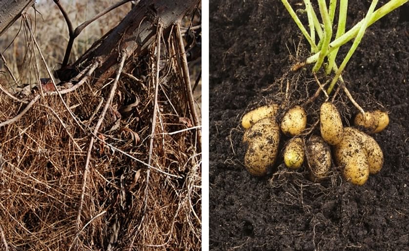Scientists at Cornell University have developed an electric capacitance measurement that is able to predict the root mass of willow shrubs and trees (left). However, they hint it may helpful for tubers (right) and root crops as well.