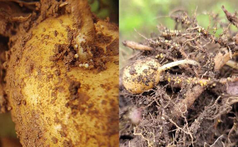 Potato Rot Nematode Damage in Potato Tubers Potato Rot Nematode Damage in Potato Tubers