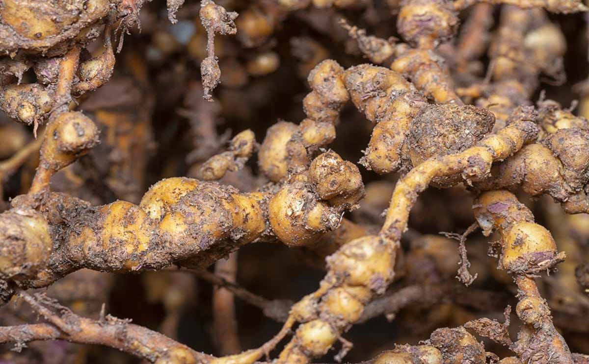 Root knot Nematode rep