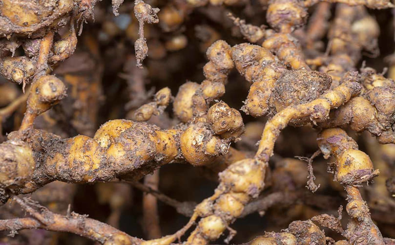 Potato Rot Nematode Pest Severity in Potato Tubers Potato Rot Nematode Pest Severity in Potato Tubers