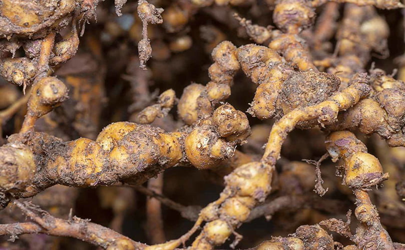 Potato Rot Nematode Pest Severity in Potato Tubers Potato Rot Nematode Pest Severity in Potato Tubers