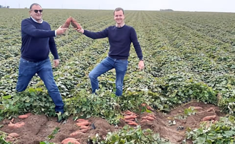 Decock Plants Rooted cutting Ipomea Batatas Beauregard Decock Plants Rooted cutting Ipomea Batatas Beauregard