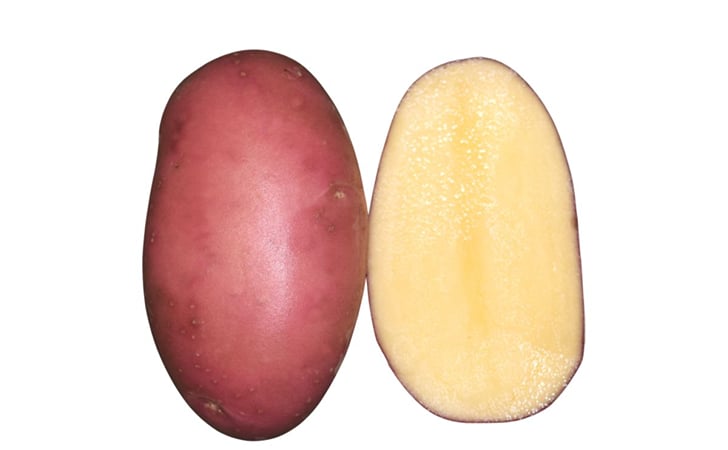 ROSAN ROSAN