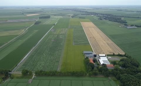Royal Avebe and Solynta join forces: hybrid breeding in starch potato production Royal Avebe and Solynta join forces: hybrid breeding in starch potato production
