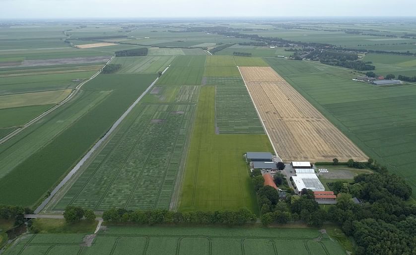 Royal Avebe and Solynta join forces: hybrid breeding in starch potato production