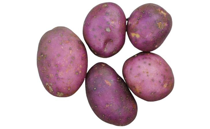 Royal Blue Royal Blue