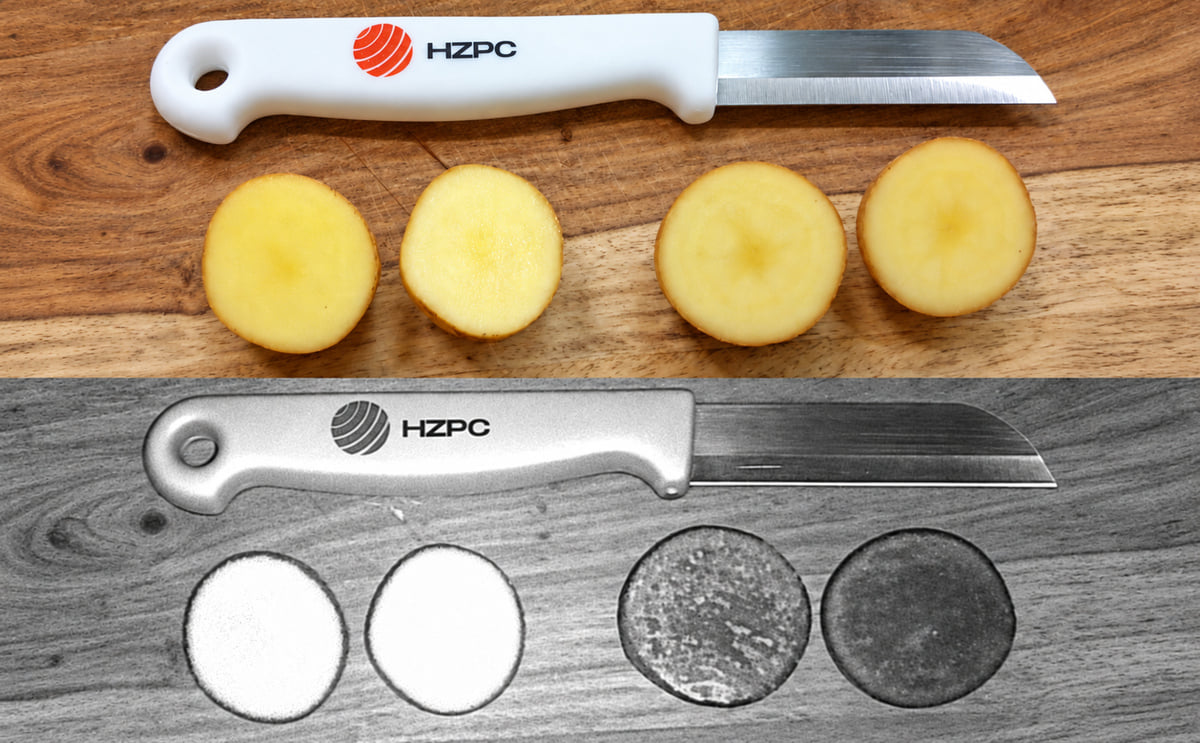 Yes, the caption is accurate, but it could be more specific to the image and highlight the patented innovation. Recommended final caption: Royal HZPC Group has patented a new potato trait that increases levels of natural antioxidants, particularly kaempferol, while preserving the familiar white or yellow flesh colour of traditional potatoes.