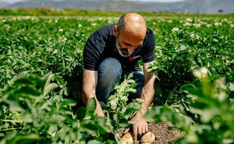 Royal HZPC Group celebrates a record-breaking year, surpassing €500 million in global revenue and 1 million tons of seed potatoes traded, reflecting strong growth across all markets. Royal HZPC Group celebrates a record-breaking year, surpassing €500 million in global revenue and 1 million tons of seed potatoes traded, reflecting strong growth across all markets.