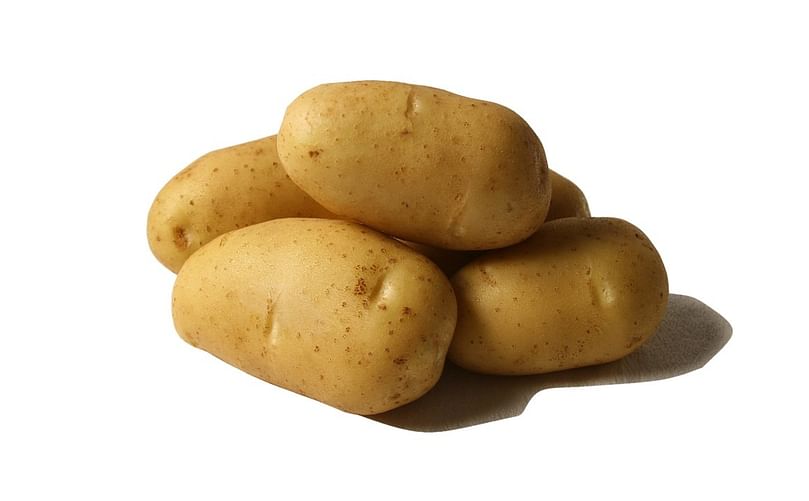The potato variety Primavera from Royal-ZAP/Semagri is a very good early/mid-early variety that's perfect for French fries The potato variety Primavera from Royal-ZAP/Semagri is a very good early/mid-early variety that's perfect for French fries