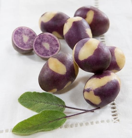 The Potato variety "Blushing Violet"