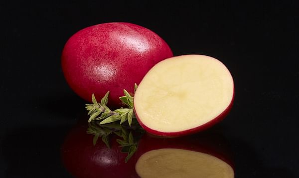 RPE launches a new red-skin potato variety, RPE Golden Red