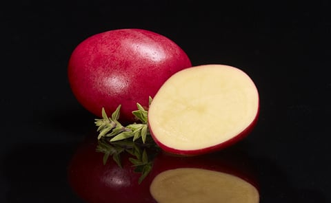 Tim Huffcutt: “Compared to common red potatoes, these superior stunners have a vibrant red skin with a rich yellow interior and a sweet creamy taste.”
Tim Huffcutt: “Compared to common red potatoes, these superior stunners have a vibrant red skin with a rich yellow interior and a sweet creamy taste.”