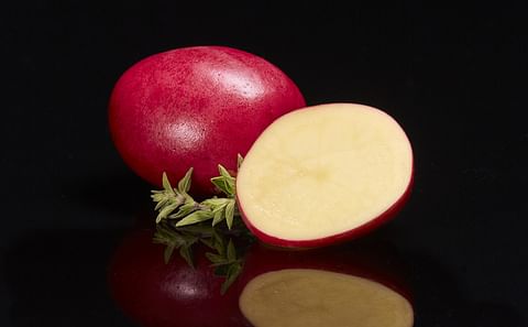 Tim Huffcutt: “Compared to common red potatoes, these superior stunners have a vibrant red skin with a rich yellow interior and a sweet creamy taste.”
Tim Huffcutt: “Compared to common red potatoes, these superior stunners have a vibrant red skin with a rich yellow interior and a sweet creamy taste.”