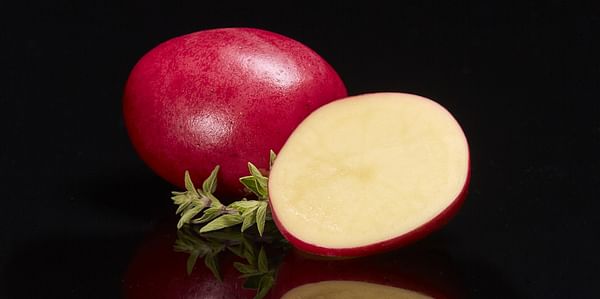 RPE launches a new red-skin potato variety, RPE Golden Red