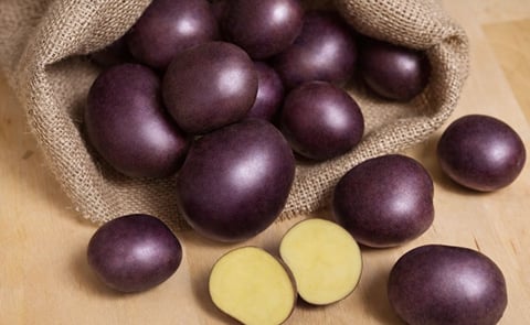 The potato variety "Midnight Moon", one of the 6 varieties that will be introduced this fall by RPE The potato variety "Midnight Moon", one of the 6 varieties that will be introduced this fall by RPE
