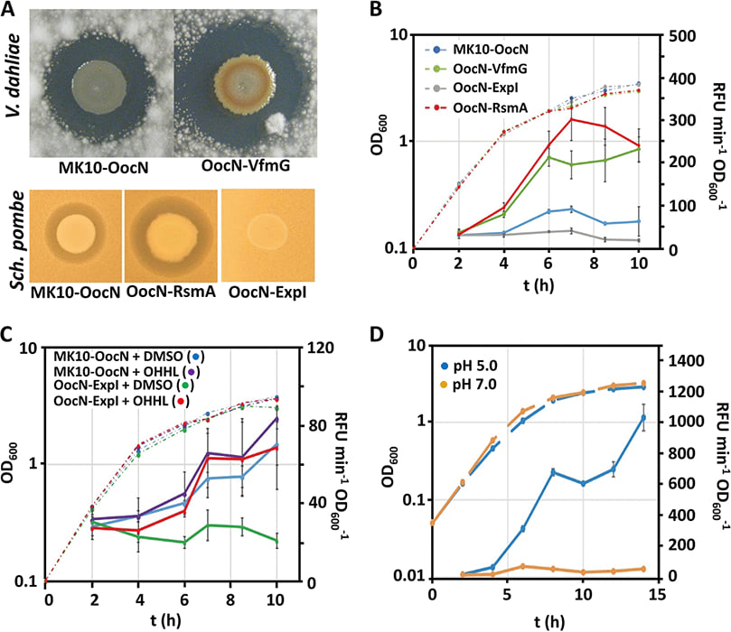 Solanimycin: Biosynthesis and Distribution of a New AntifungalAntibiotic Regulated by Two Quorum-Sensing Systems