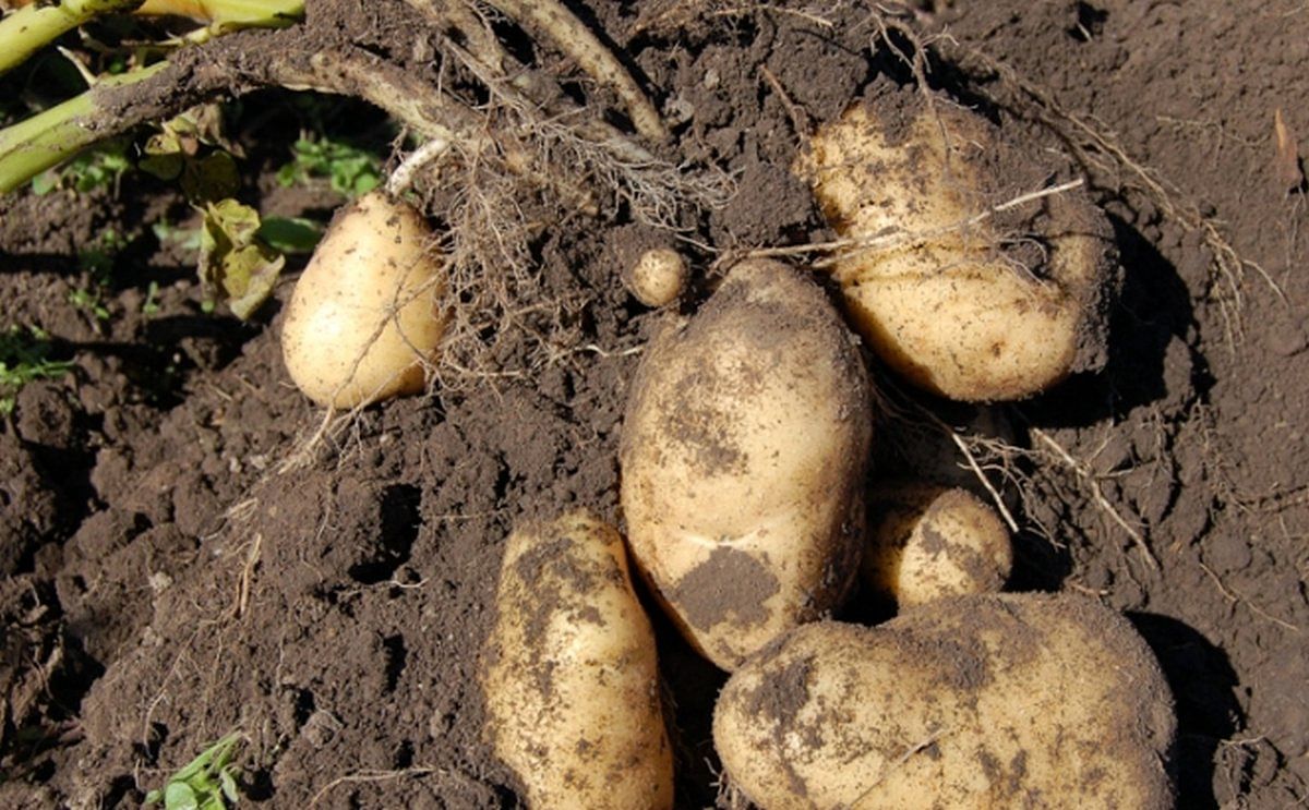 Bruselas aprueba un plan búlgaro de 29 millones de euros para ayudar a los ganaderos de grandes y pequeños rumiantes así como a los productores de patatas afectados por el coronavirus. 