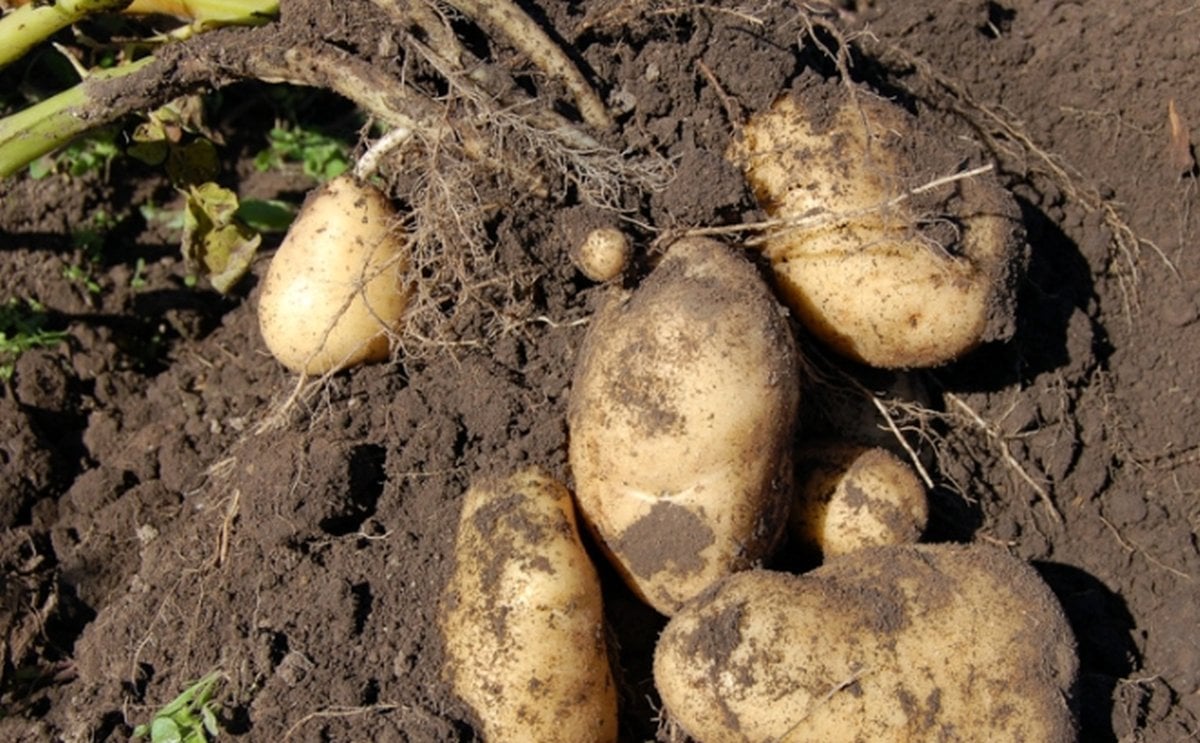 Bruselas aprueba un plan búlgaro de 29 millones de euros para ayudar a ganaderos y productores de patatas afectados por el coronavirus. Bruselas aprueba un plan búlgaro de 29 millones de euros para ayudar a ganaderos y productores de patatas afectados por el coronavirus.