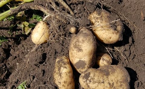 Bruselas aprueba un plan búlgaro de 29 millones de euros para ayudar a los ganaderos de grandes y pequeños rumiantes así como a los productores de patatas afectados por el coronavirus. Bruselas aprueba un plan búlgaro de 29 millones de euros para ayudar a los ganaderos de grandes y pequeños rumiantes así como a los productores de patatas afectados por el coronavirus.