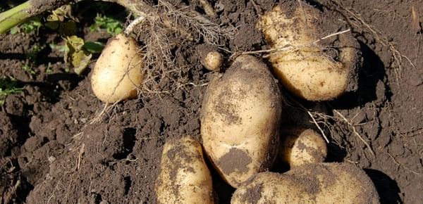 Bruselas aprueba un plan búlgaro de 29 millones de euros para ayudar a ganaderos y productores de patatas afectados por el coronavirus.