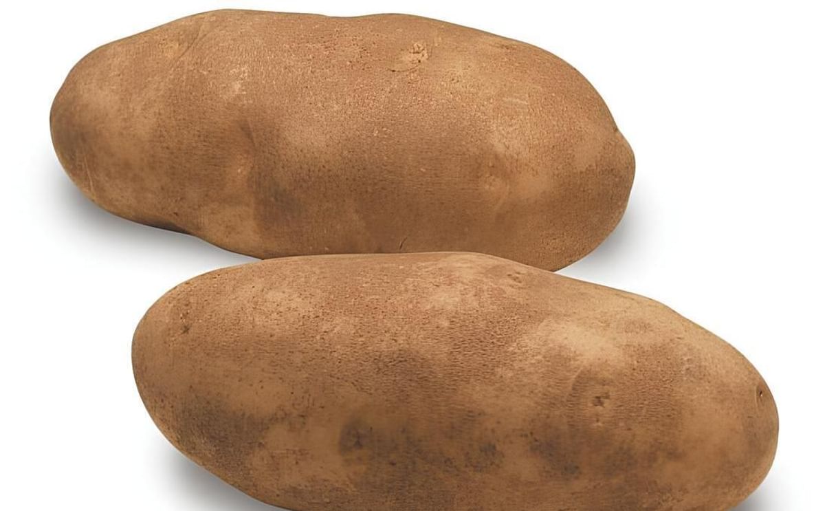 Russet Burbank (Courtesy Idaho Potato Commission) Russet Burbank (Courtesy Idaho Potato Commission)