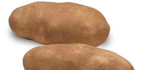 Russet Burbank (Courtesy Idaho Potato Commission)