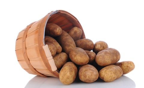 Accounting for 69 percent of the potato production in 2017, Russets are still by far the most important potato type in the United States. Accounting for 69 percent of the potato production in 2017, Russets are still by far the most important potato type in the United States.