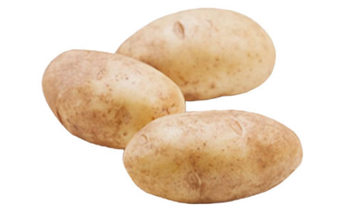 Russet Norkotah Russet Norkotah