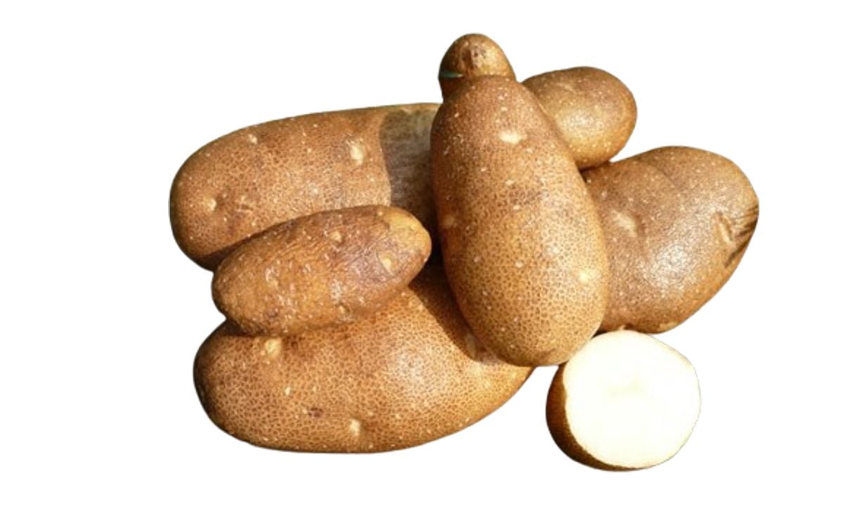 RUSSET NORKOTAH 278