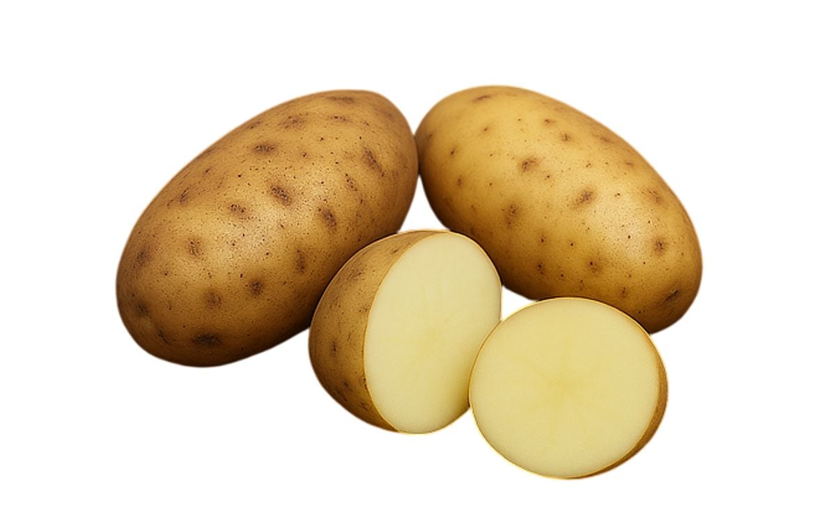 RUSSET NORKOTAH 296