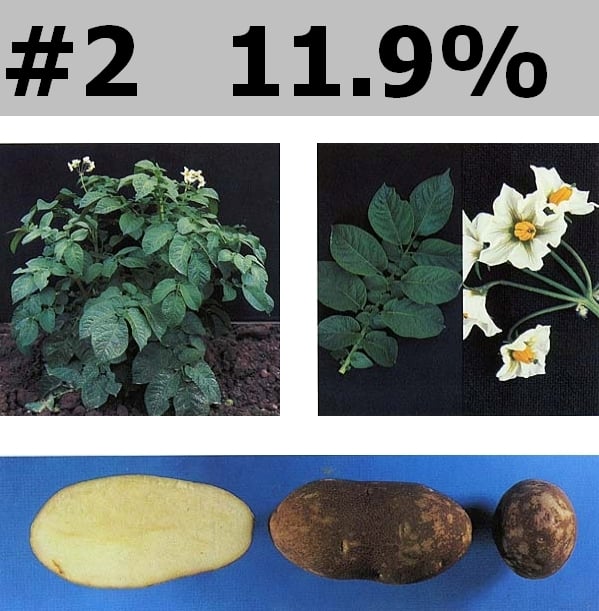 Russet Norkotah Russet Norkotah