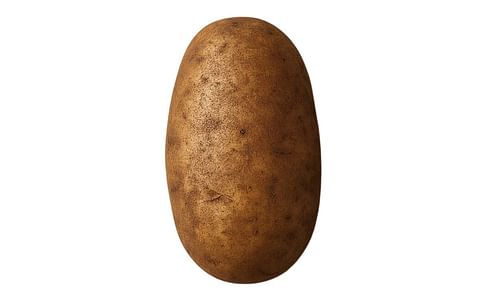 RUSSET NORKOTAH SELECTION 3 RUSSET NORKOTAH SELECTION 3