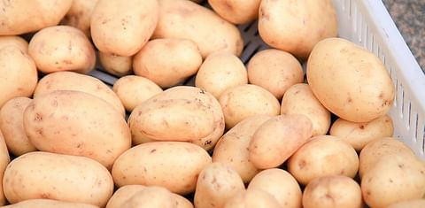 Russian Federation increased potato exports by 36 percent
