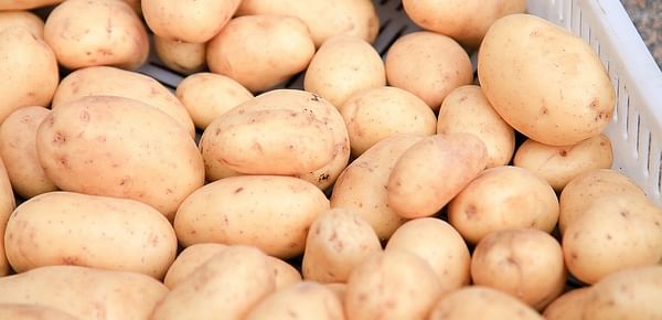 Russian Federation increased potato exports by 36 percent