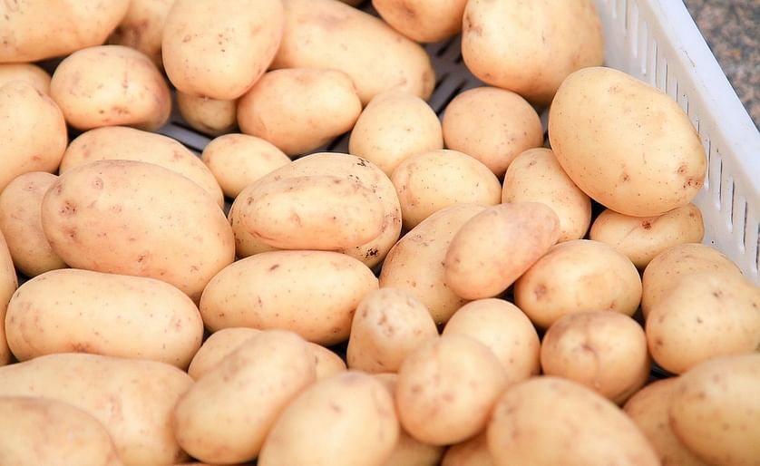 Russian Federation increased potato exports by 36 percent
