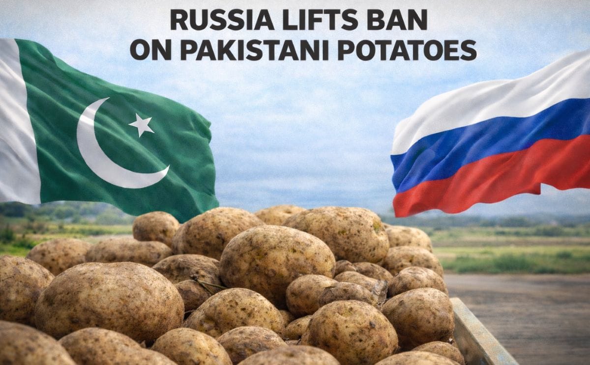 Pakistan resumes potato exports to Russia after lifting of phytosanitary restrictions, supporting growers and stabilizing surplus supply Pakistan resumes potato exports to Russia after lifting of phytosanitary restrictions, supporting growers and stabilizing surplus supply