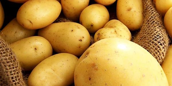 Russia may sharply increase potato imports from Egypt this season