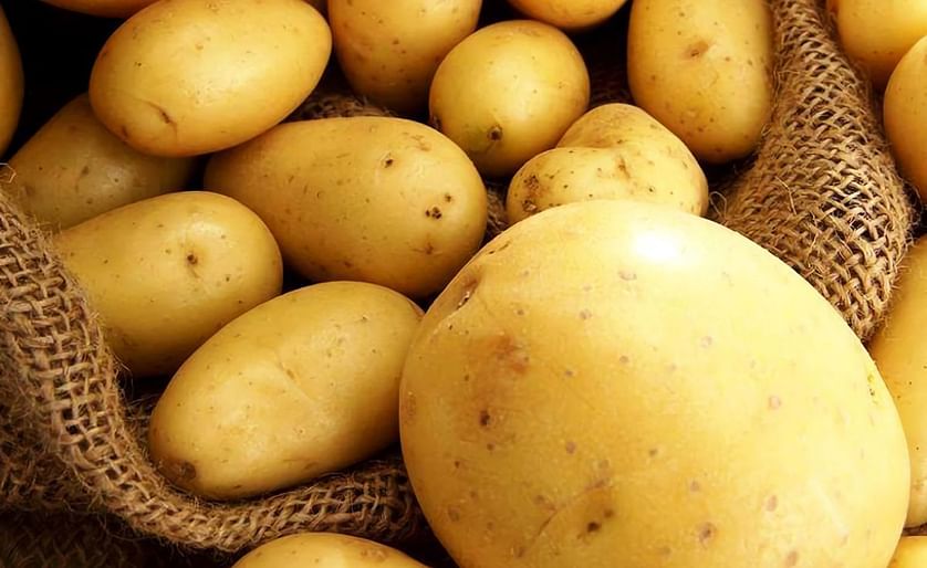 Russia may sharply increase potato imports from Egypt this season