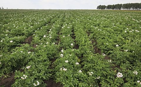 A potato field in Omsk, Russia
