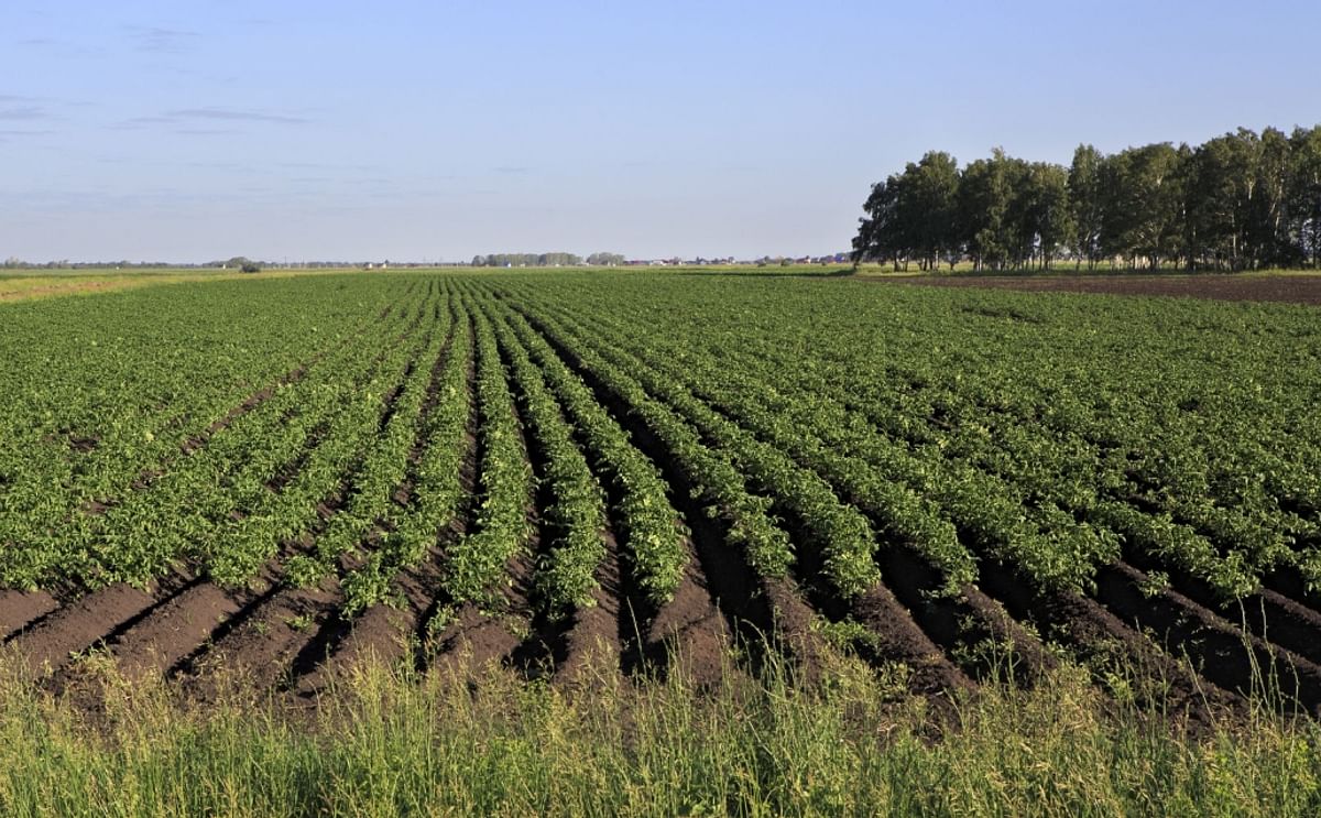 Potato Field in Russia