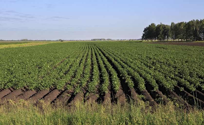 Potato Field in Russia