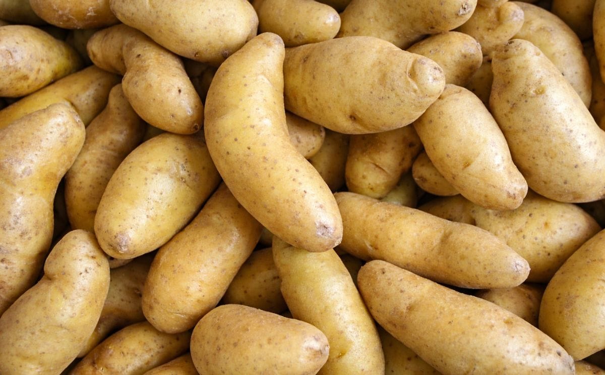 Fingerling potato (Russian banana) Fingerling potato (Russian banana)
