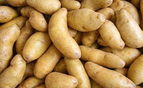 russian fingerling russian fingerling