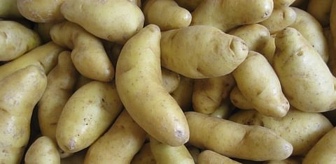 Fingerling potato (Russian banana)