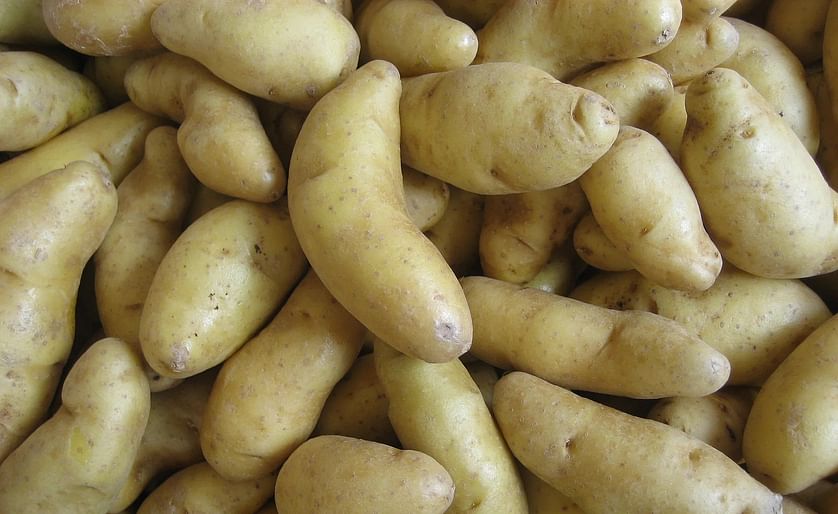 Fingerling potatoes (Russian banana)