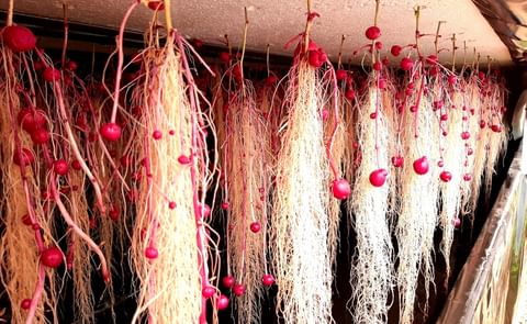 INIA and Rustikas to cooperate on the development of new Uruguayan potato varieties INIA and Rustikas to cooperate on the development of new Uruguayan potato varieties