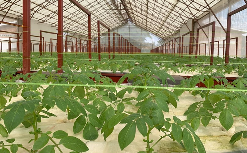Rows of healthy potato plants thriving under aeroponic cultivation at the Musanze station Rows of healthy potato plants thriving under aeroponic cultivation at the Musanze station