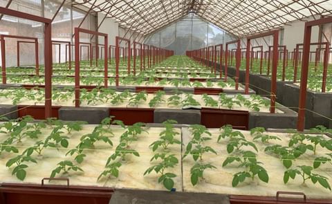 Potato plants growing in aeroponic beds at the Musanze station greenhouse in Rwanda Potato plants growing in aeroponic beds at the Musanze station greenhouse in Rwanda